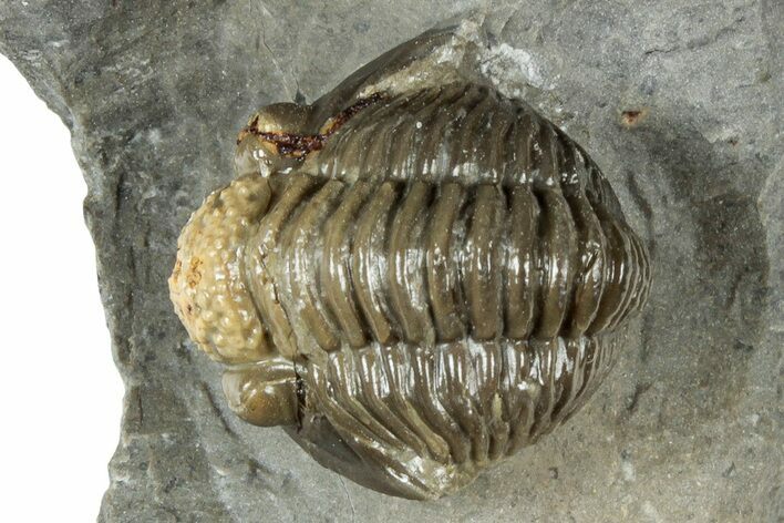 Detailed Proetid (Gerastos) Trilobite Fossil - Morocco #325856